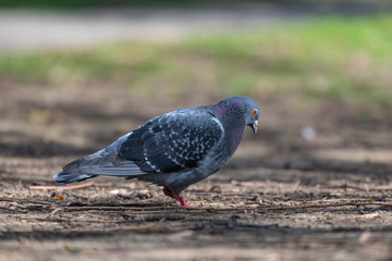 Feral pigeons (Columba livia domestica)