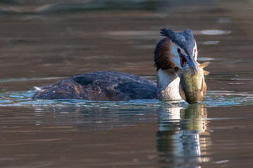 Fototapeta premium Great crested grebe (Podiceps cristatus) with fish.