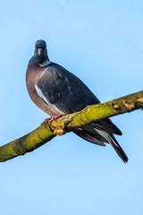 Feral pigeons (Columba livia domestica)