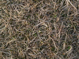 background of grass