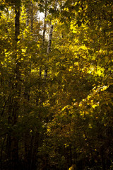 autumn in the forest
