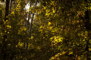 Obraz premium autumn in the forest