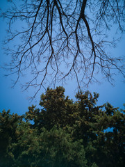 Tree and Sky Background
