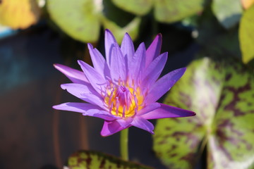 pink water lily in pond