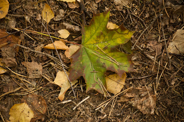 autumn leaves on the ground