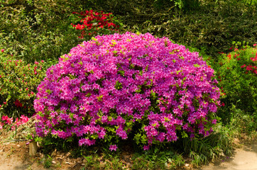 Rhododendron, Azalee, Garten