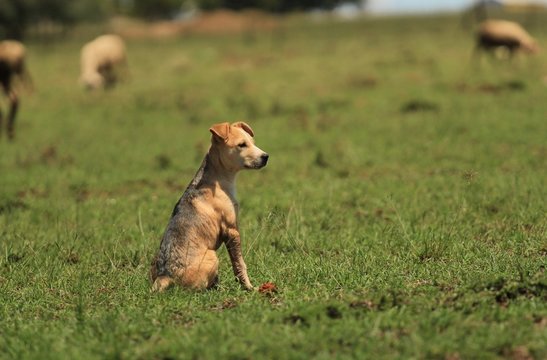 Young puppy of a mixed breed sitting at a meadow, watching the lifestock herd