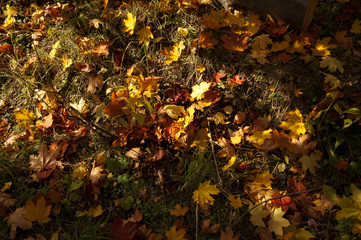 autumn leaves on the ground