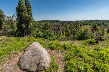 Landscape Luenburger heide northern Germany