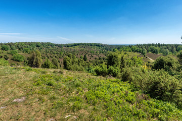 Fototapeta premium Landscape Luenburger heide northern Germany