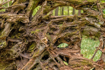 Forrest details.