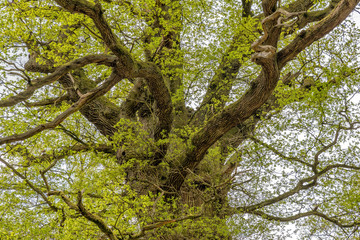 Fototapeta premium Old Oaks in forrest