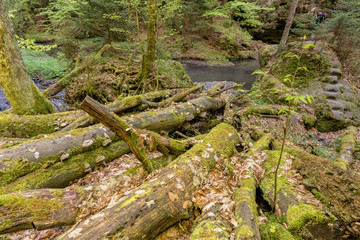 Fototapeta premium National park Elbsandsteingebirge Germany