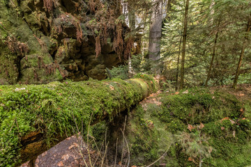 National park Elbsandsteingebirge Germany