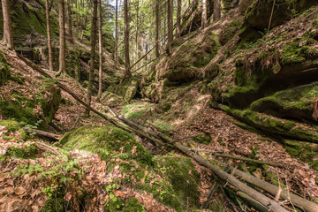 Naklejka premium trees in idyllic forest