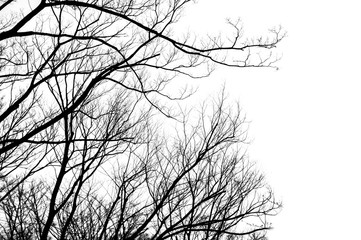 Silhouette of leafless branches isolated on white background