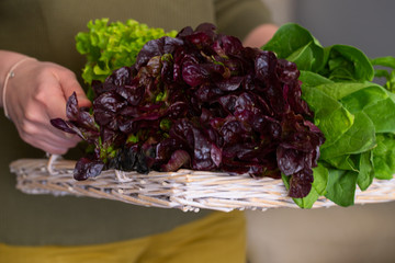 Woman holding the wicker tray with different type of  lettuce. Healthy lifestyle eating concept.