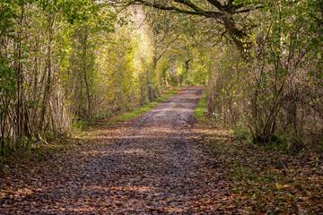 Obraz premium Autum landscape