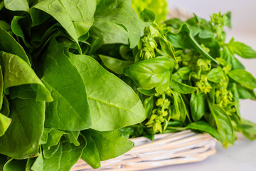 Close up of fresh lettuce:  spinach, basil on the wicker tray with different  Healthy lifestyle eating concept. Copyspace