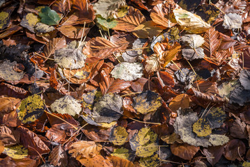 Autum landscape