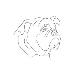 dog portrait, lines, vector