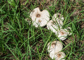 Highly poisonous mushroom (Chlorophyllum molybdites) which has the common names of false parasol, green-spored Lepiota and vomiter, is a widespread mushroom growing on a backyard.