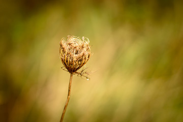 Blossom in a field