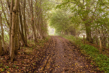 Autum landscape northern germany