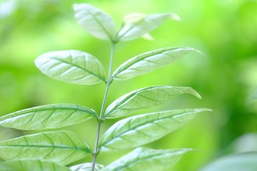 Blurred tropical plant with leaves branches growing in botanical garden with soft light and green nature background 