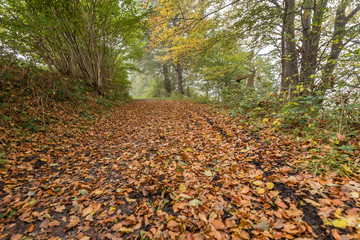 Autum landscape northern germany