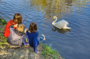 łabędź dokarmiany przez dzieci, zabawa w parku z łabędziem płynącym po parkowym stawie © Jarek Witkowski