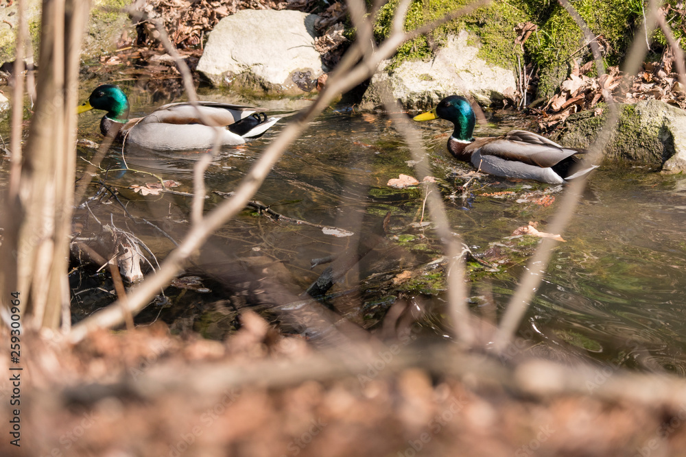 Canvas Prints Mallard on the water.