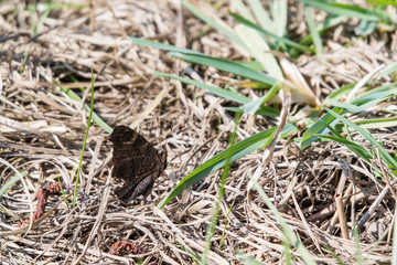 Peacock butterfly, with little wings closed on grass.