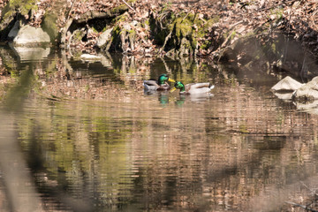 Mallard on the water.