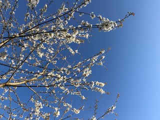 Cherry blossom