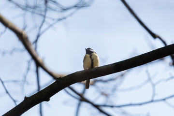 Great tit on a branch.