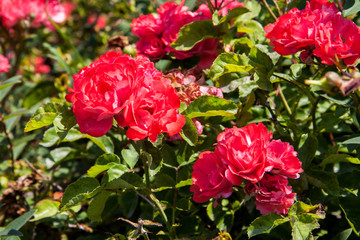 bush of beautiful pink roses