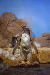 Penguin on a rocky shore