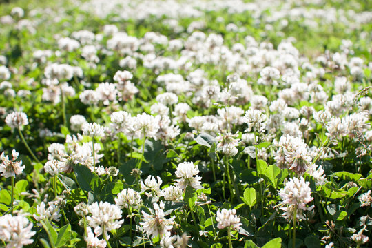 bright summer field with white clover flowers