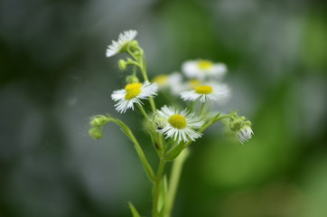 Flowers Plants and Insects