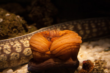 Tropical ocean underwater with corals and fish. Underwater landscape