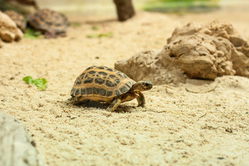 The turtle slowly reaches its goal. Concept is the passing time, slowness.