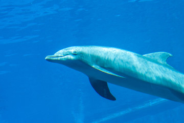 Dolphin under water looking at us