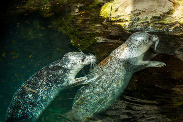 Two sea lions Embrace in blue waters
