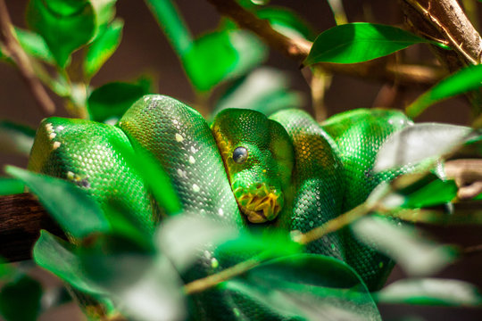Close-up view of a green tree python (Morelia viridis)