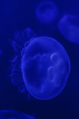Naklejka na ściany i meble A glowing blue jellyfish against a deep blue background.