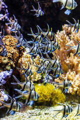 Tropical ocean underwater with corals and fish. Underwater landscape