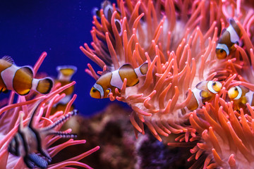 Fototapeta na wymiar Tropical ocean underwater with corals and fish. Underwater landscape