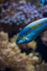 Tropical ocean underwater with corals and fish. Underwater landscape