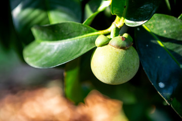 Closeup young green mangosteen from fruit garden in Thailand, Thai fruit